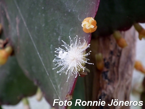 rhipsalis pachyptera